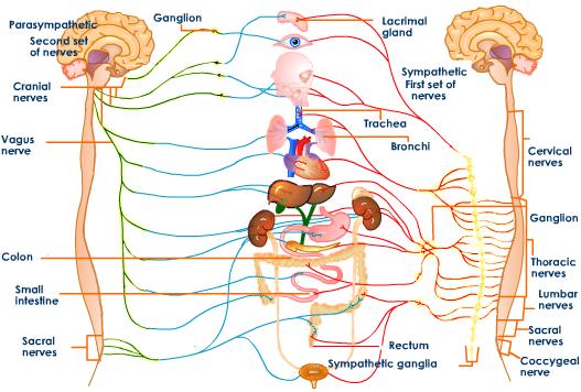 autonomic-nervous-system-structure