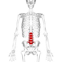 200px-Lumbar_vertebrae_anterior