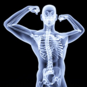Biceps-skeleton-spine