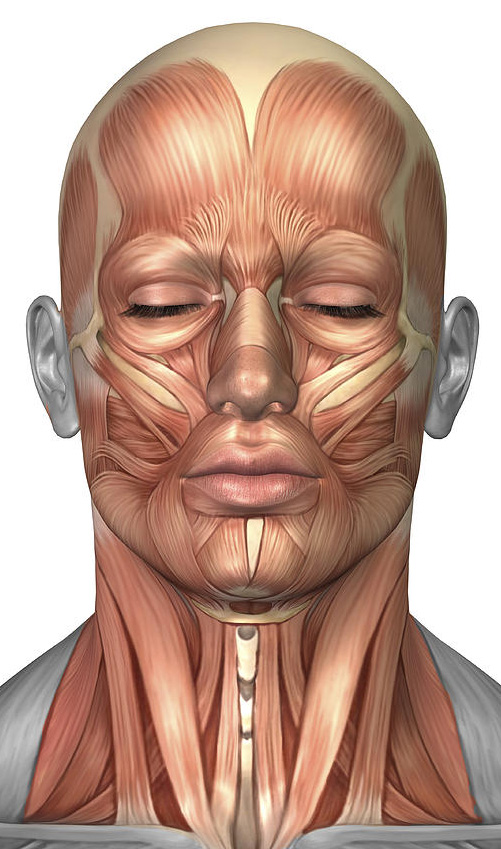 Anatomy-Of-Human-Face-And-Neck-Muscles-Digital-Art