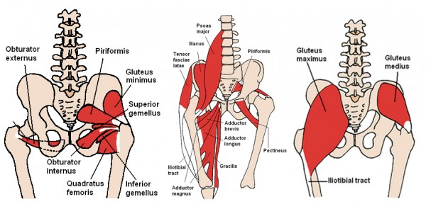 muscles-of-hip