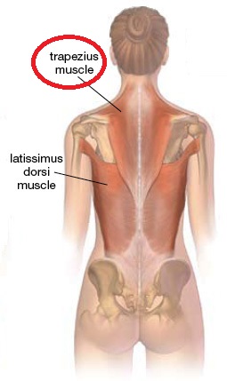 back-trapezius-latissimus
