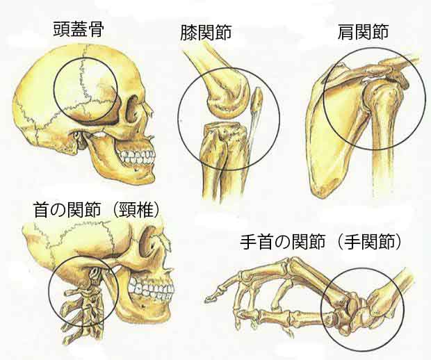 skeletal-system-types-of-joints