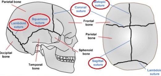 sutures-of-the-skull