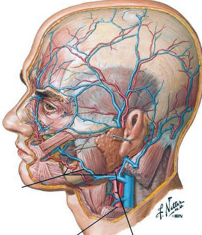 facial_artery_and_vein-14100D8A5FD0FE85C28